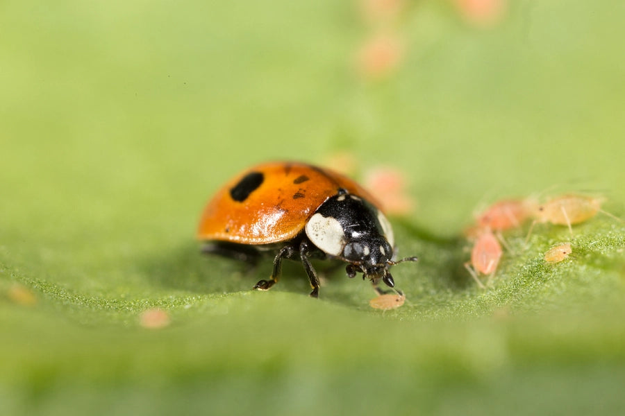 Biological Pest Control