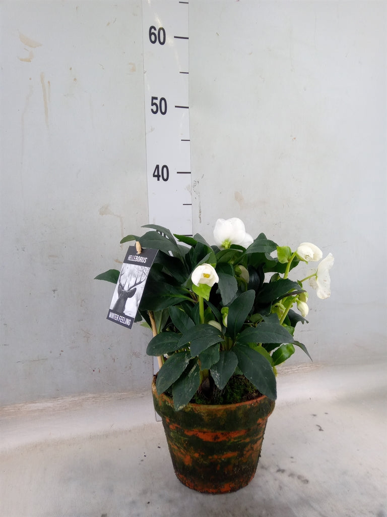 Helleborus Ni Winter Fleur 10+ Terracotta