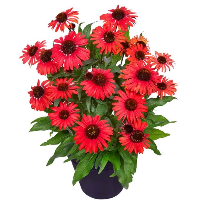 Echinacea Mooodz Devotion