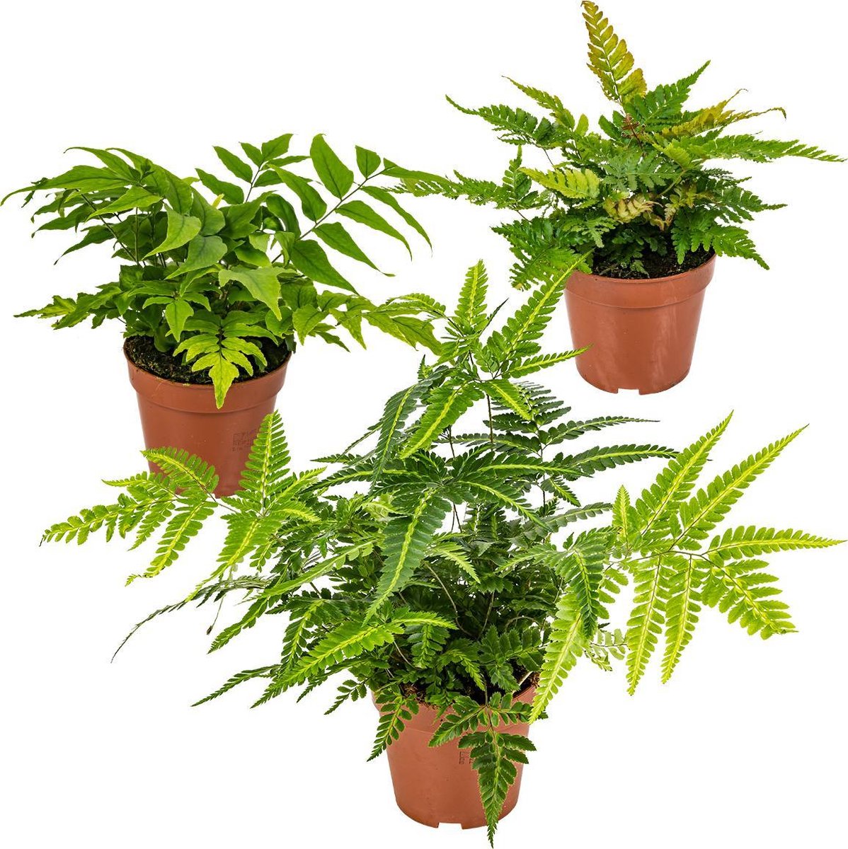 Mini Fern Mix Outdoors