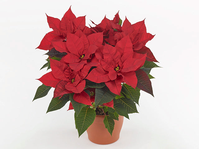 Euphorbia pulc. Christmas Univers 6+
