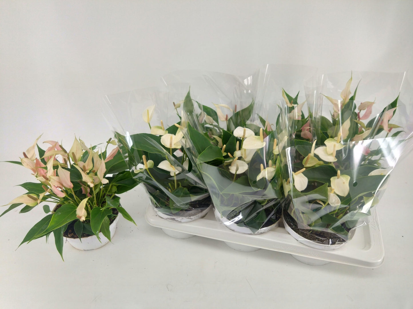 Anthurium andr Table Mix