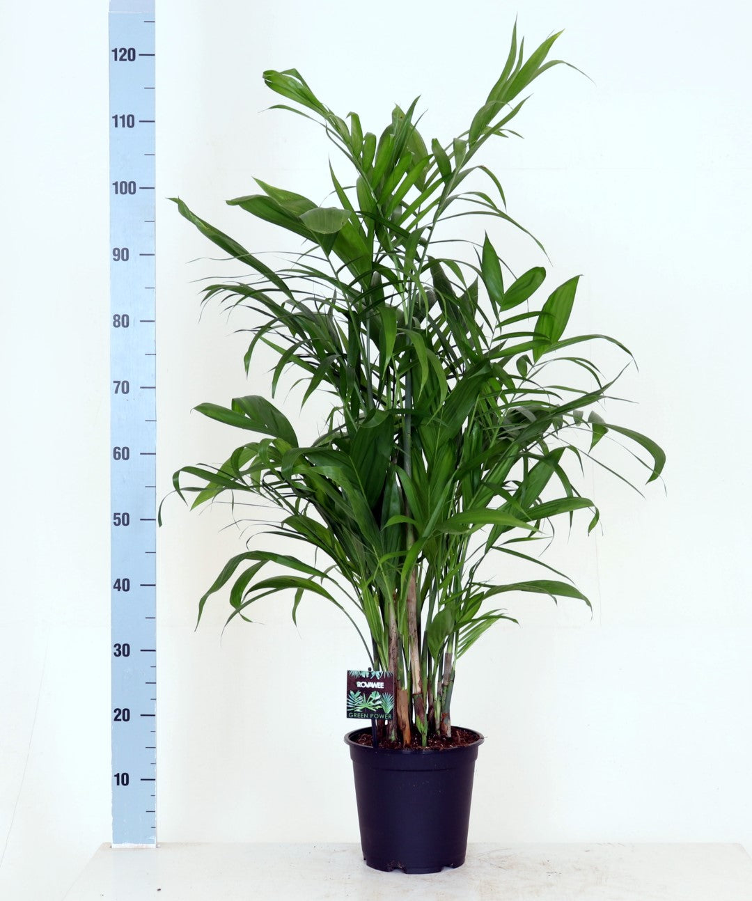 Chamaedorea elegans - Parlour Palm