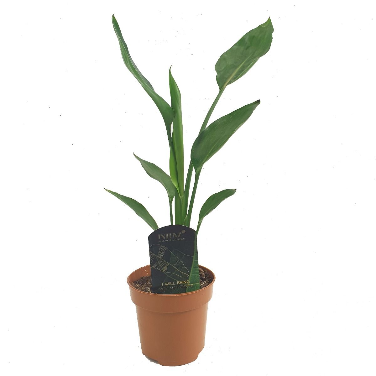 Strelitzia Reginae - Birds of Paradise