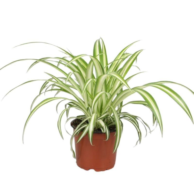Chlorophytum c. Variegatum - Variegated Spider Plant
