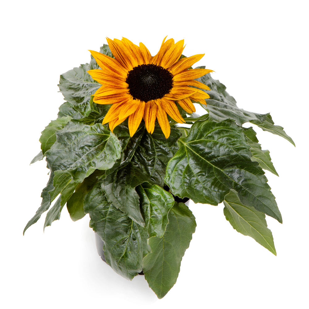Helianthus - Sunflower