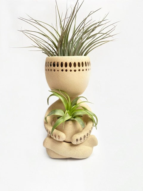 air plant guy Tillandsia