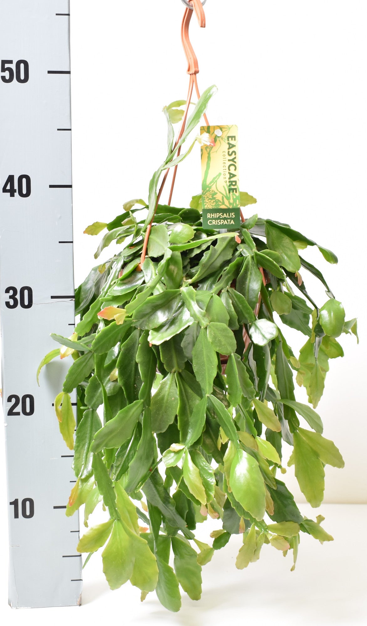 Rhipsalis crispata