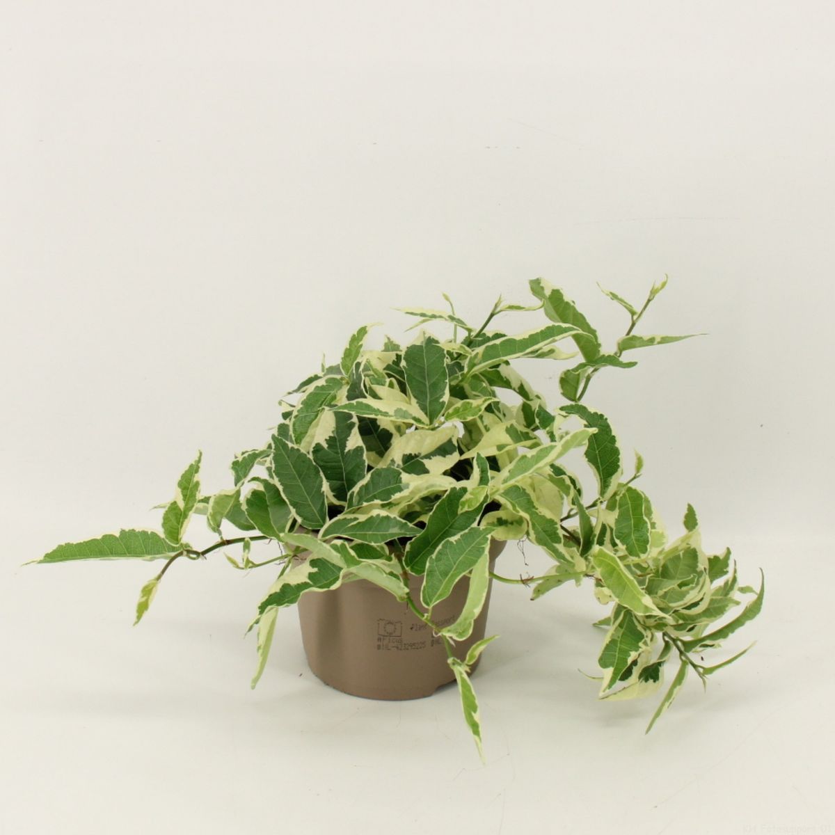 Ficus Sagittata Variegata