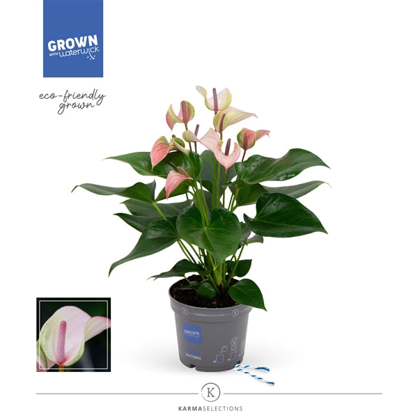 Anthurium an Nano Pink - Pink Flamingo Plant