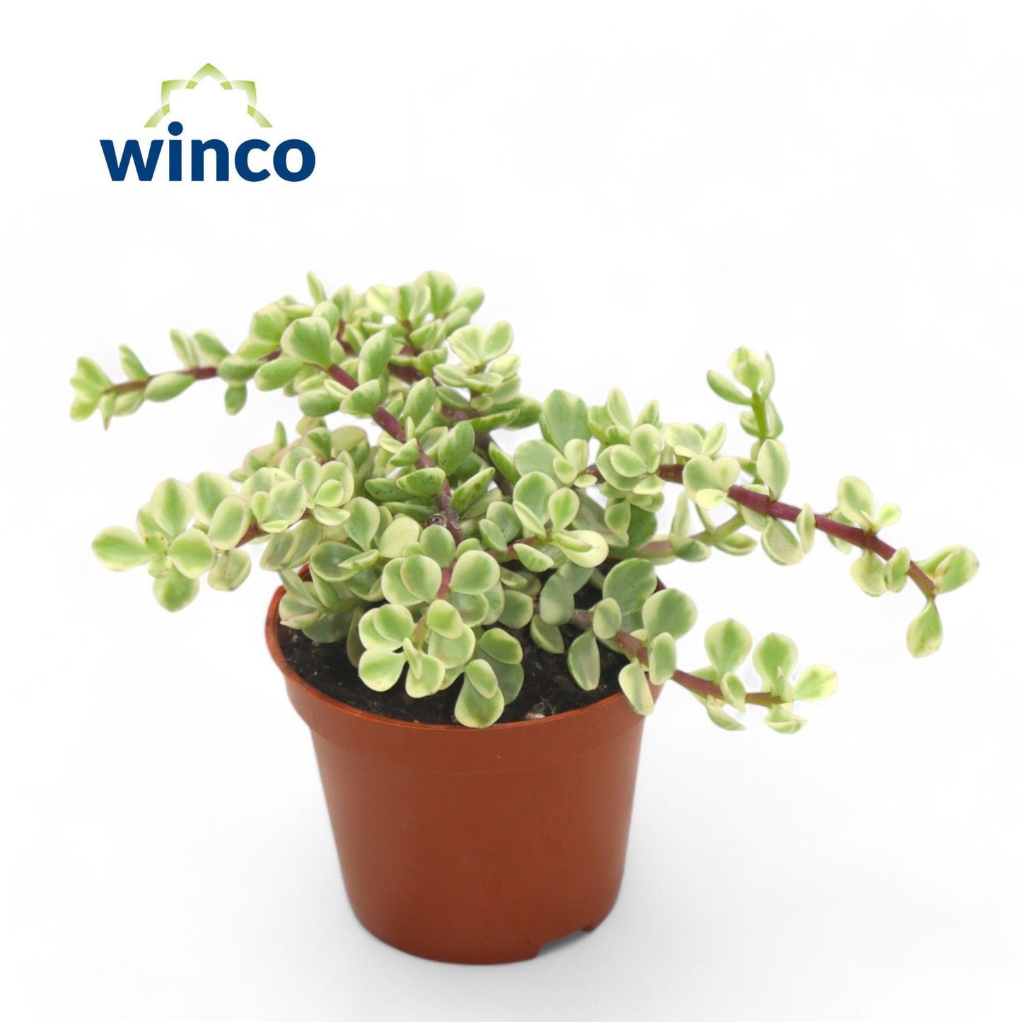 Crassula Afra Variegata
