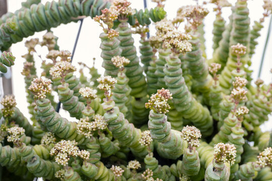 Crassula marnieriana