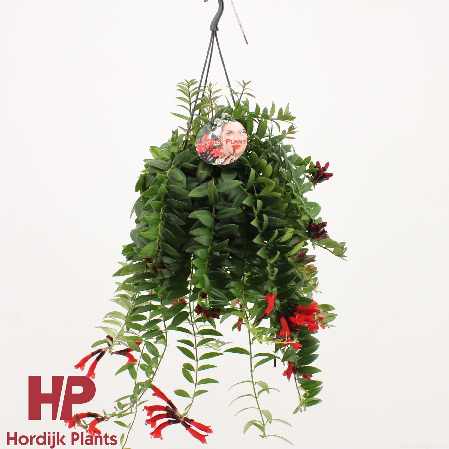 Aeschynanthus Caro 'Improved'