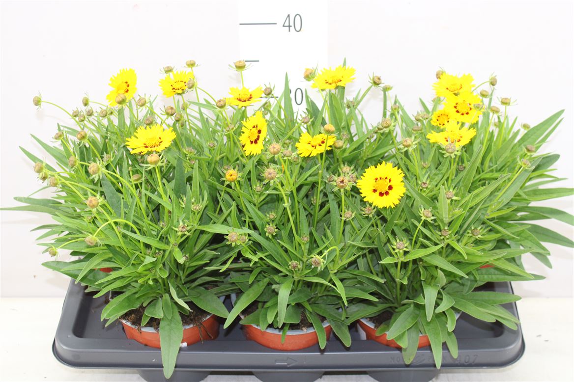 Coreopsis Grand