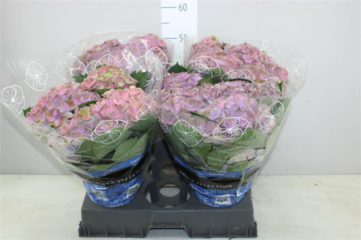 Hydrangea Gemini Blauw