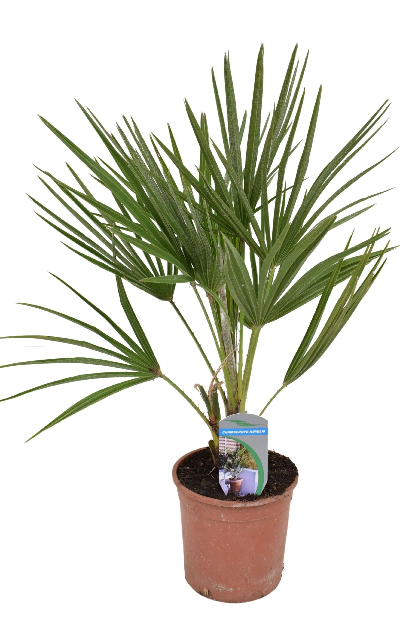 Chamaerops humilis - Fan Palm