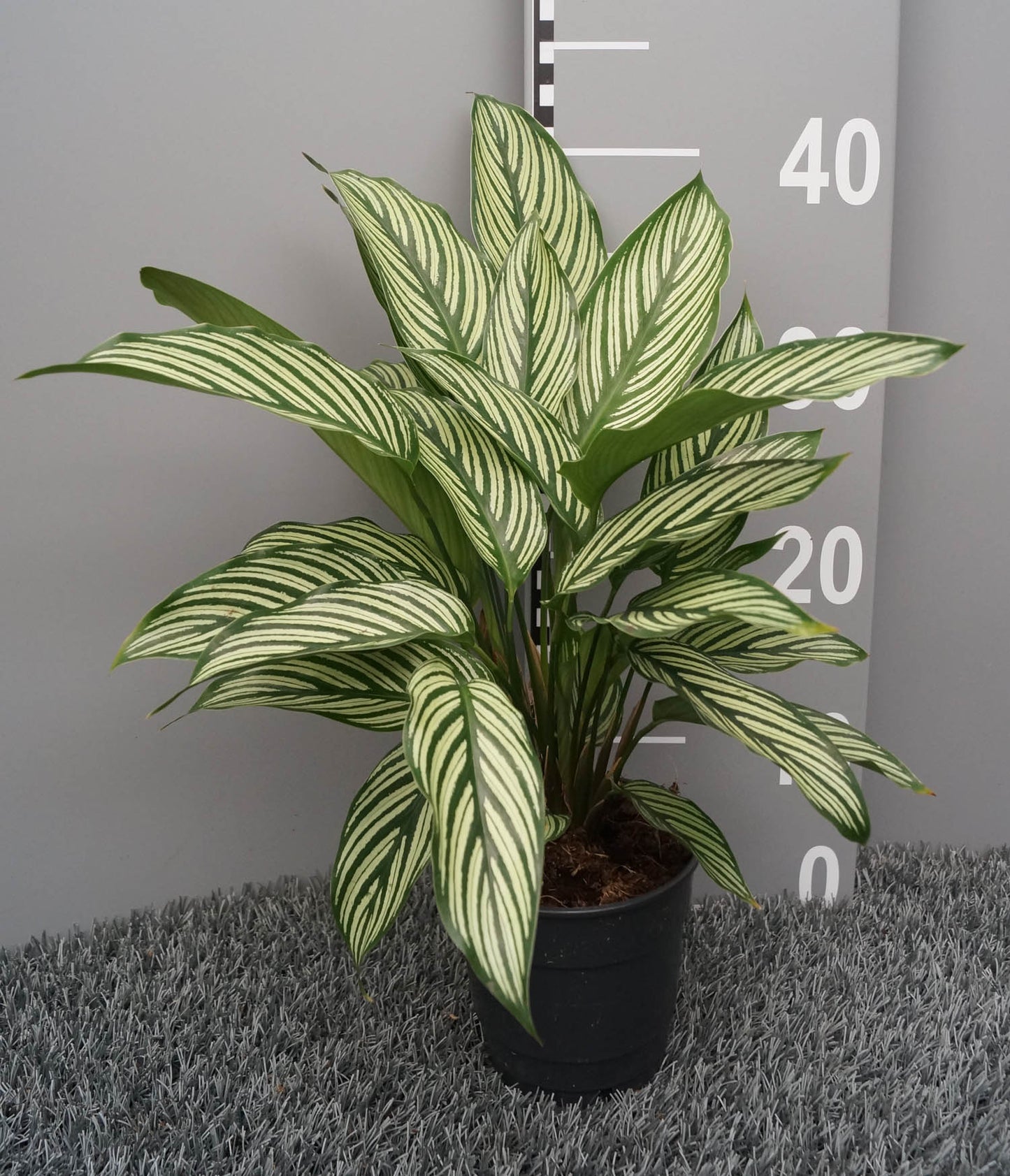 Calathea Vitata