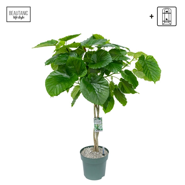 Ficus Umbellata Hydro
