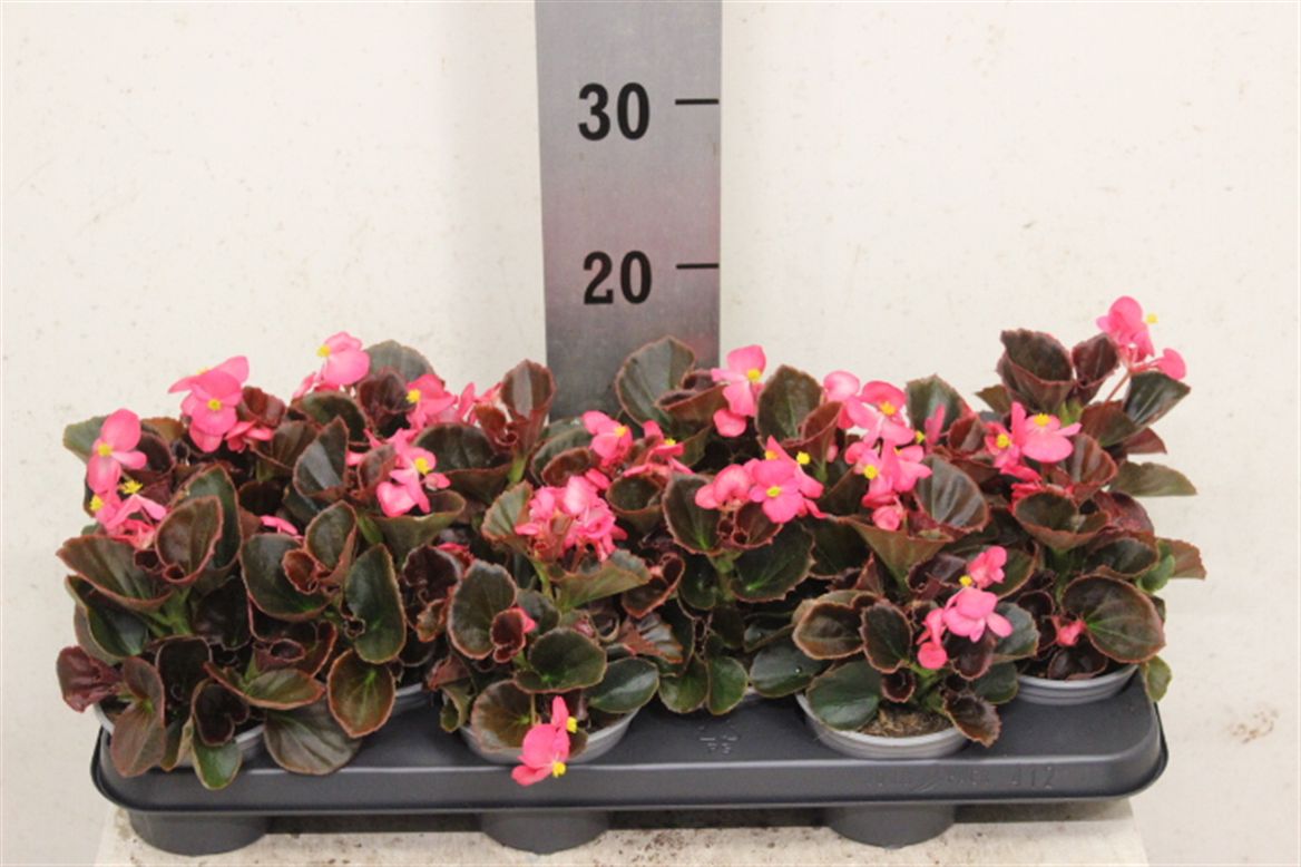Begonia se El Donker Roze