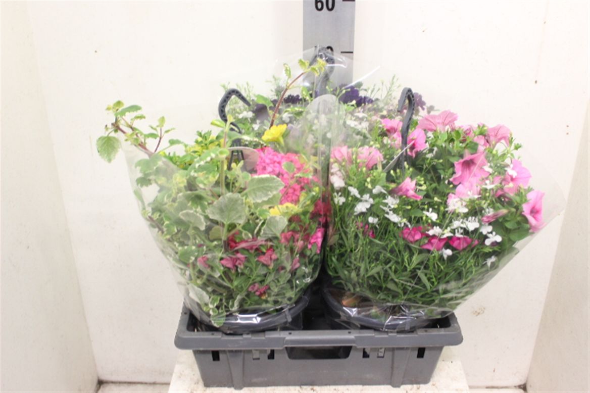 Summer Hanging Basket