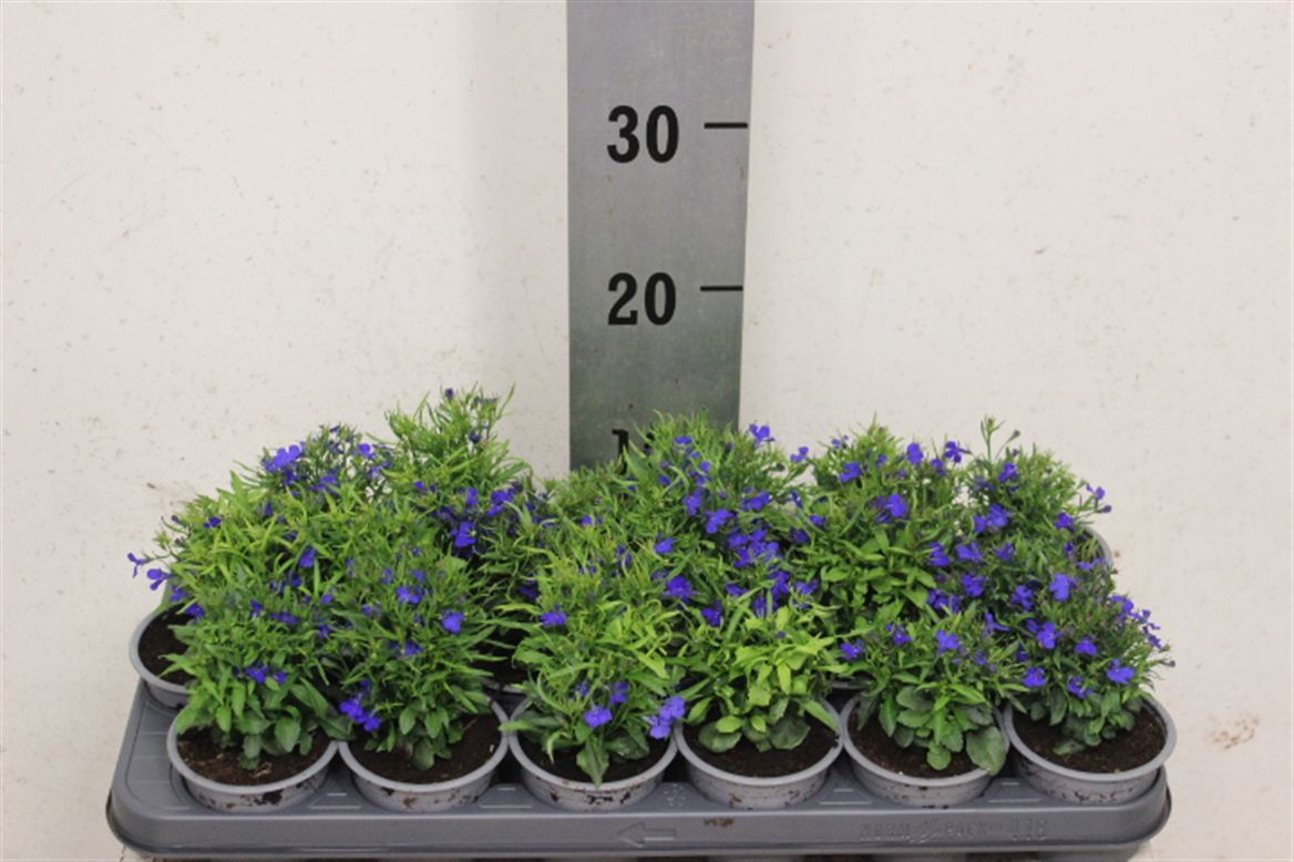 Lobelia Blue