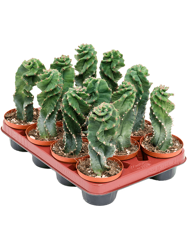 Cereus Jamacaru spiralis