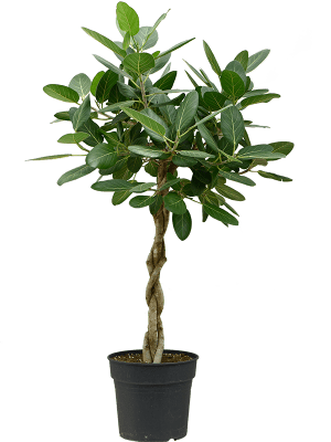Ficus Benghalesis Audrey - Rubber Plant
