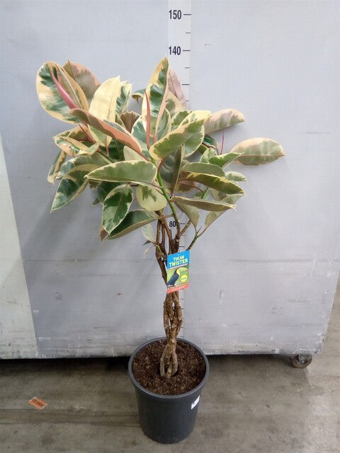 Ficus elastica Tineke - Variegated Rubber Plant