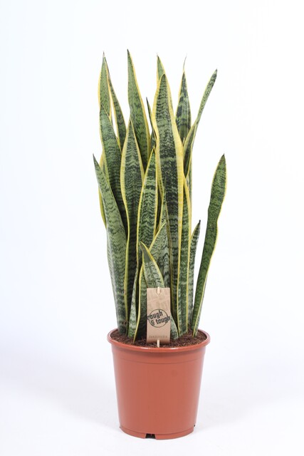 Sansevieria Laurentii
