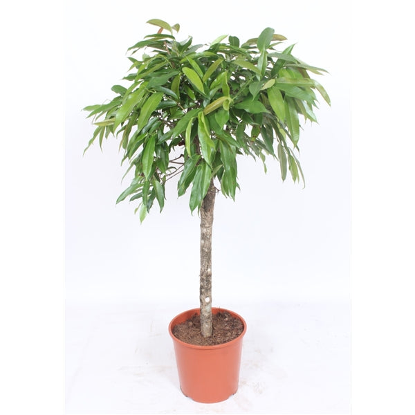 Ficus Amstel King Op1