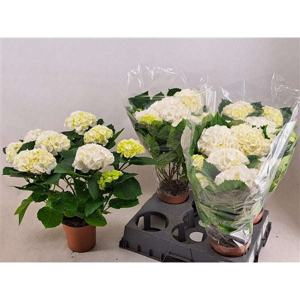 Hydrangea Crystal Palace