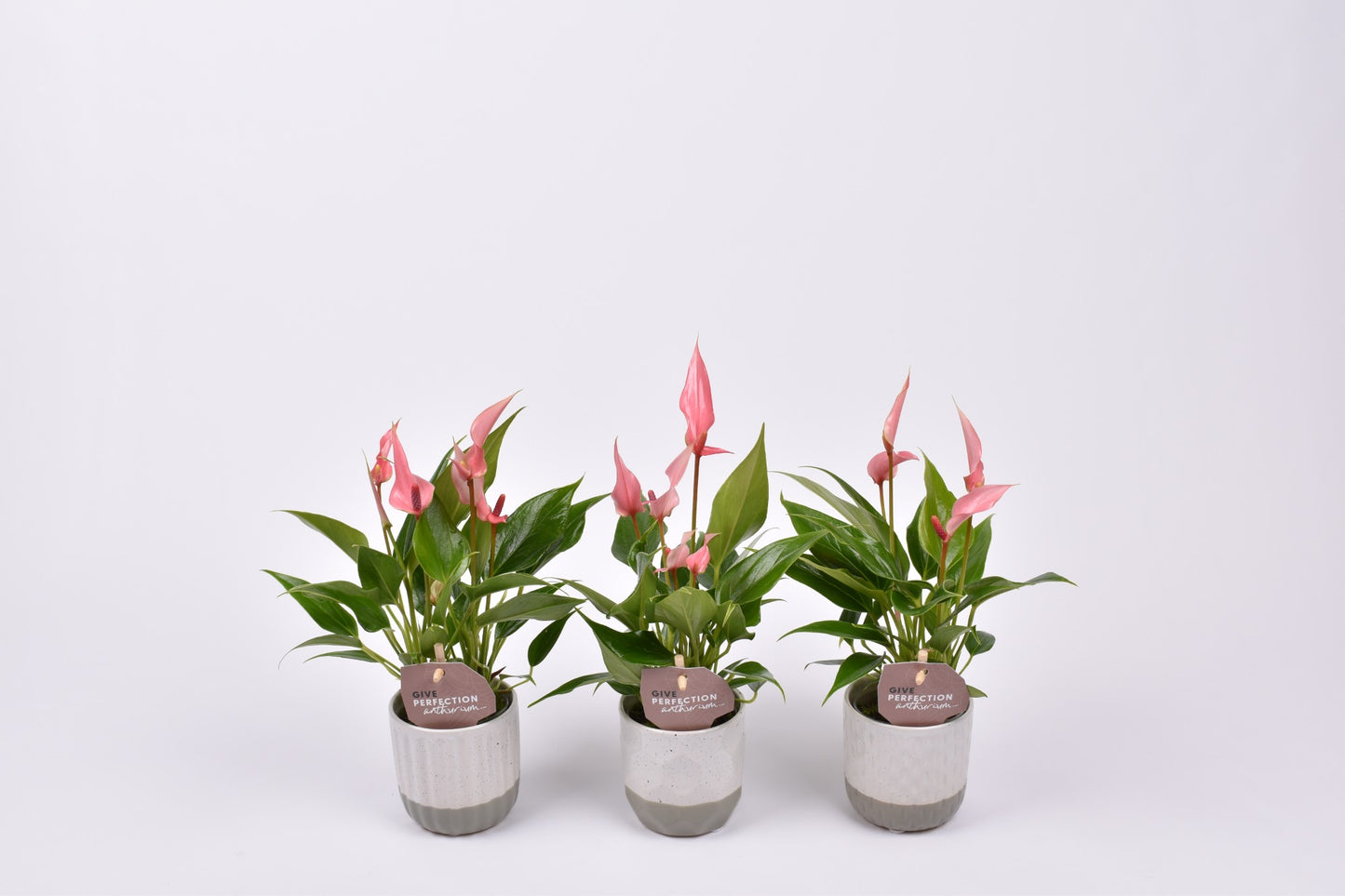 Anthurium andr Champion Lilli + ceramic Becca