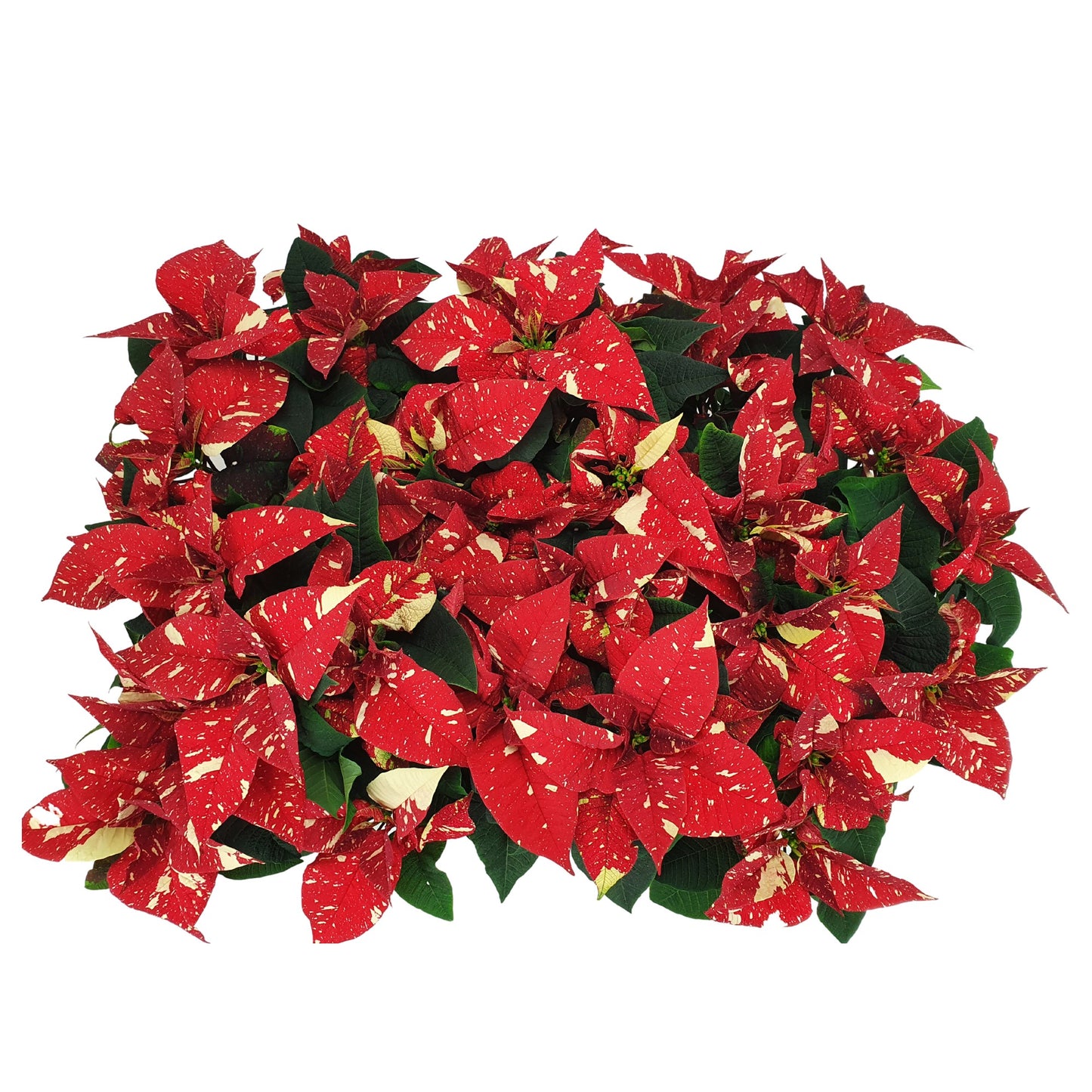 Euphorbia pulc. 'Superba New Glitter' Poinsettia