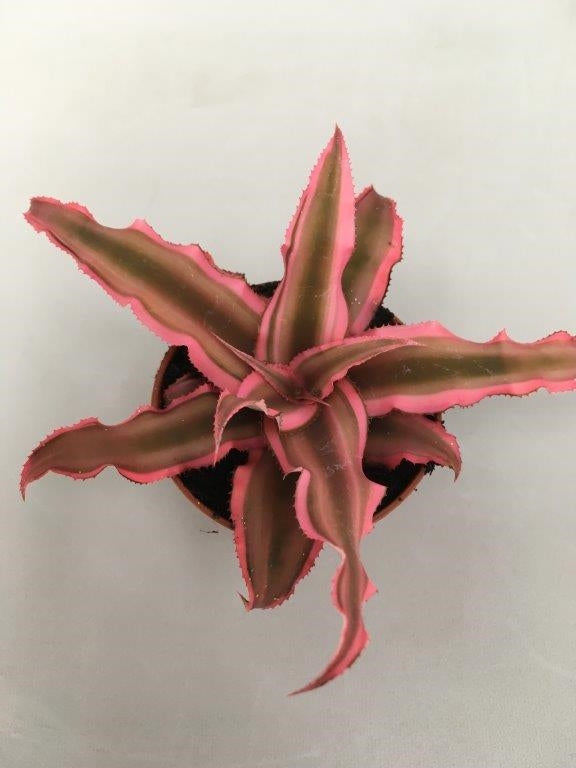 Cryptanthus bivittatus 'Pink Starl'