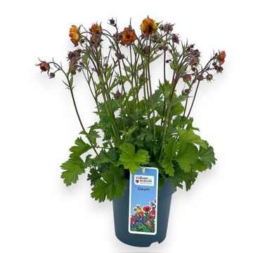 Geum Tosai