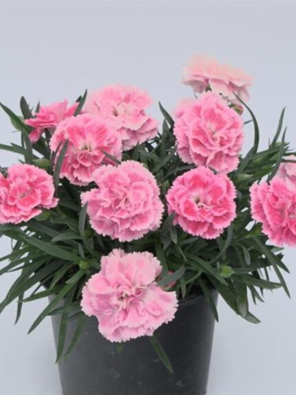 Dianthus Diadeur Sissy Pale Pink