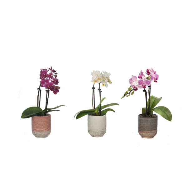Orchid Phal Mini Mix 2 Stems + Beca Ceramic Pot
