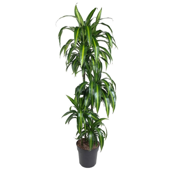 Dracaena Hawaiian