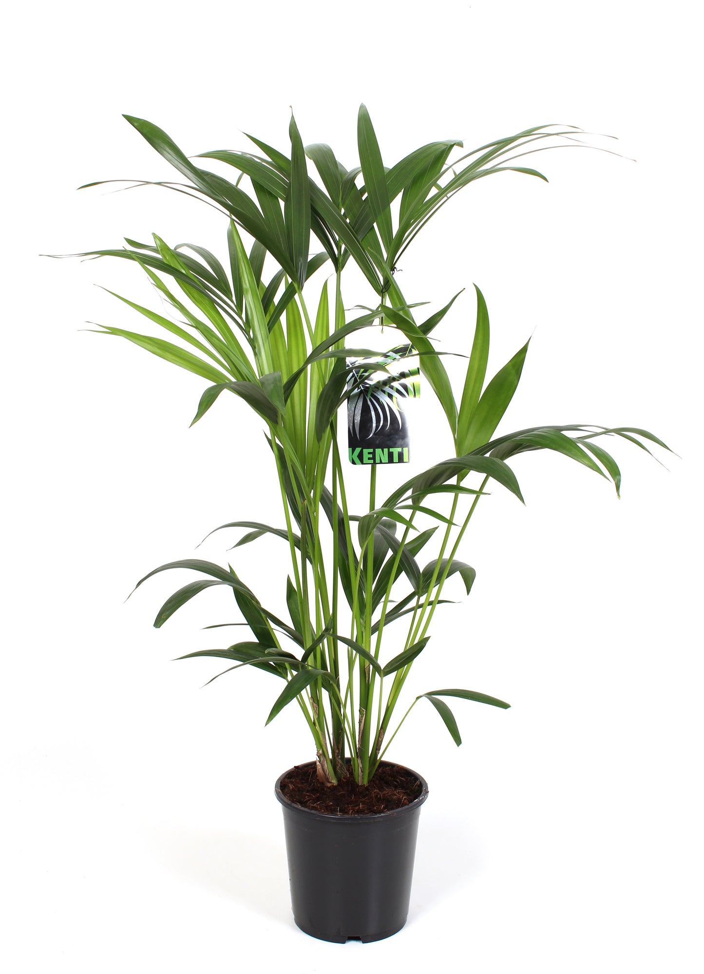 Howea forsteriana - Kentia Palm