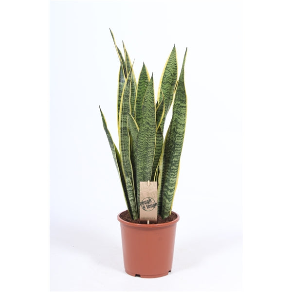 Sansevieria Laurentii