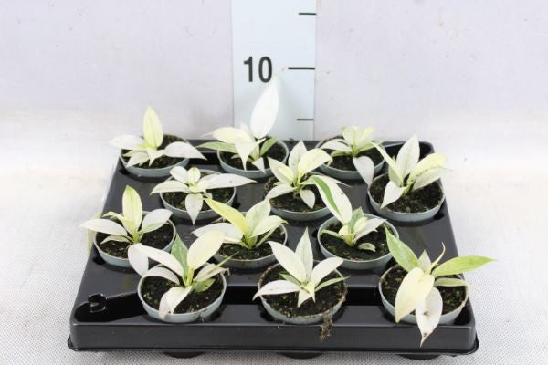 Philodendron Florida Ghost