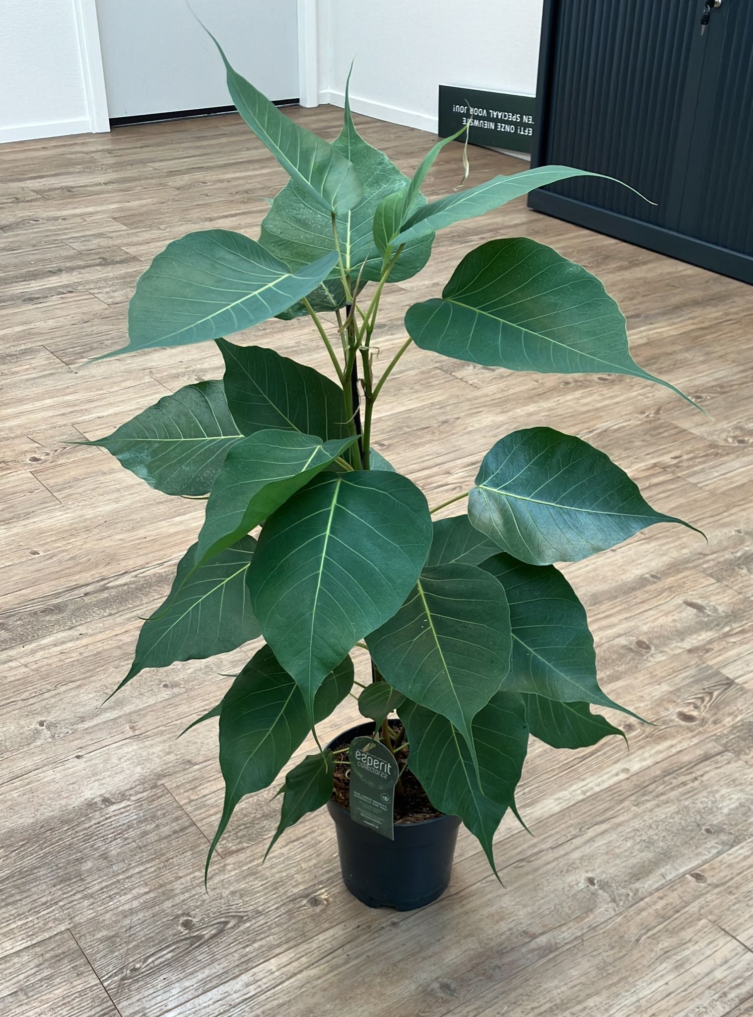 bodhi tree indoor plant Ficus religiosa