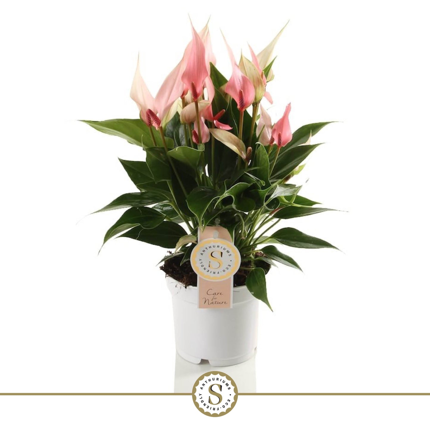 Anthurium an Lilli- Pink Flamingo Plant