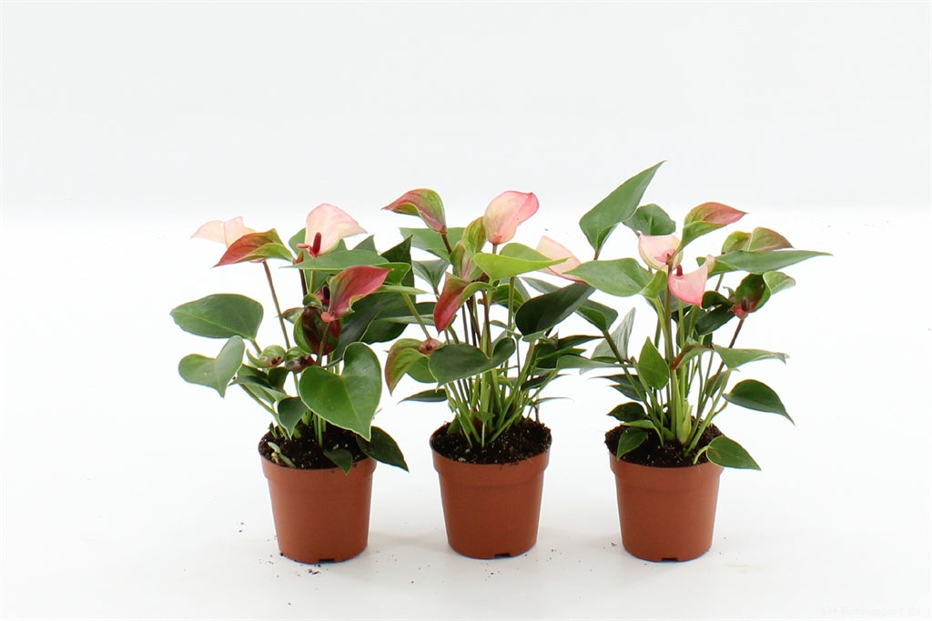 anthurium matata Anthurium andr Matata – Verd Houseplants