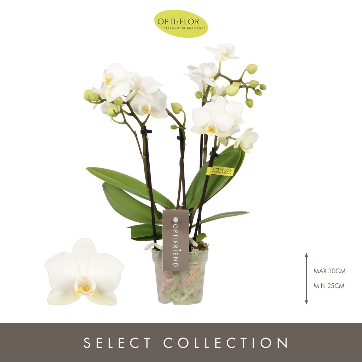 Phalaenopsis Multi Opti Sandra