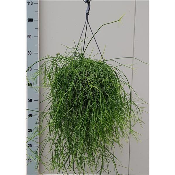 Rhipsalis - Mistletoe Cactus