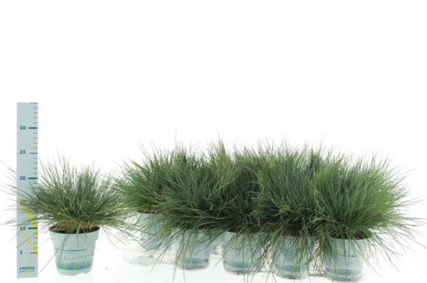 Festuca Glauca Compacta Blue