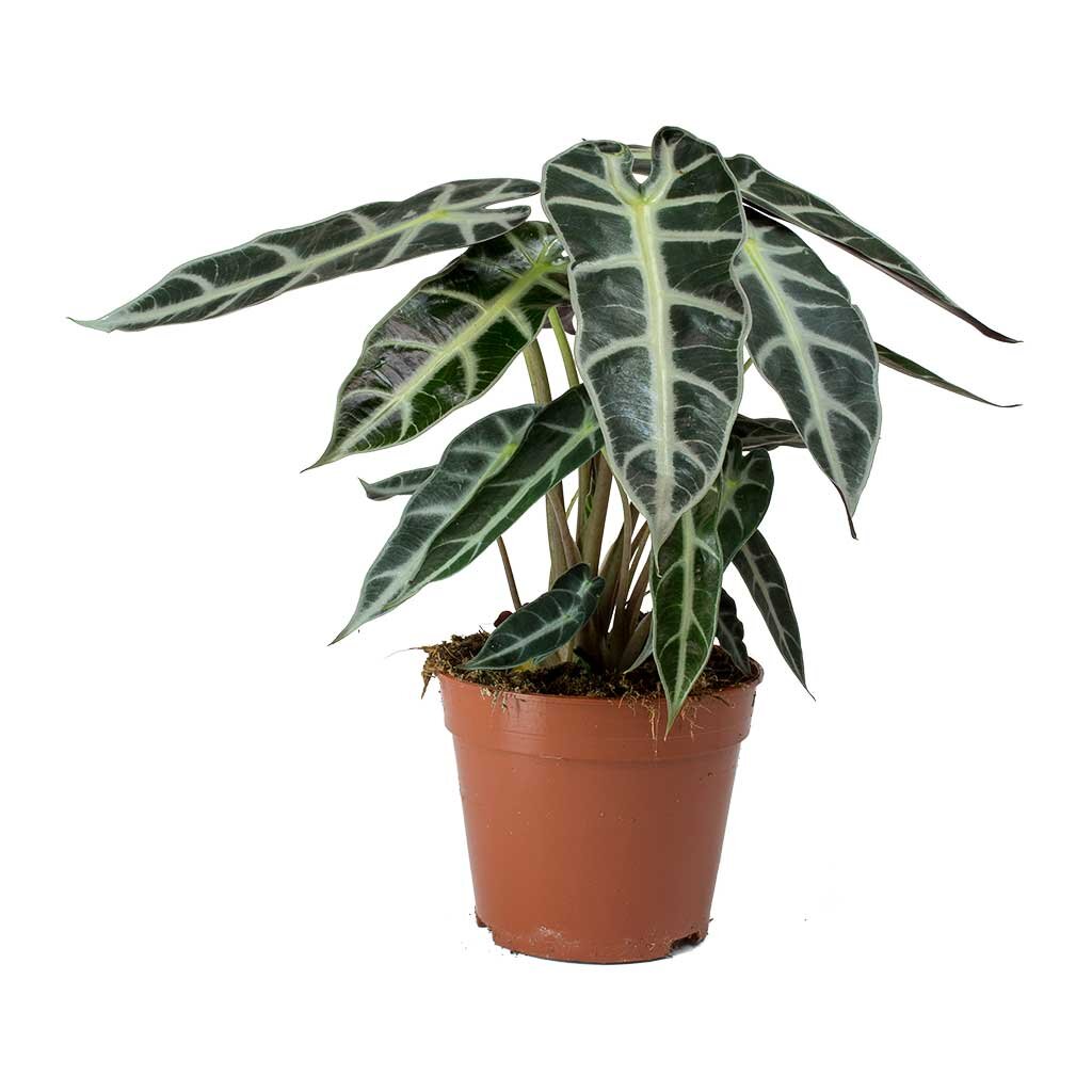 Alocasia Bambino Arrow