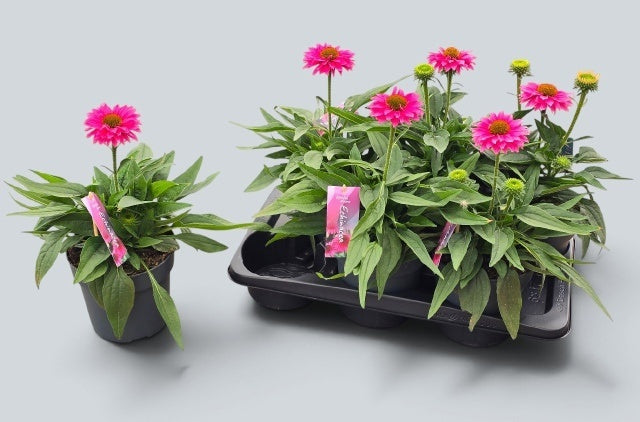 Echina Sunseek Sweet Fuchsia