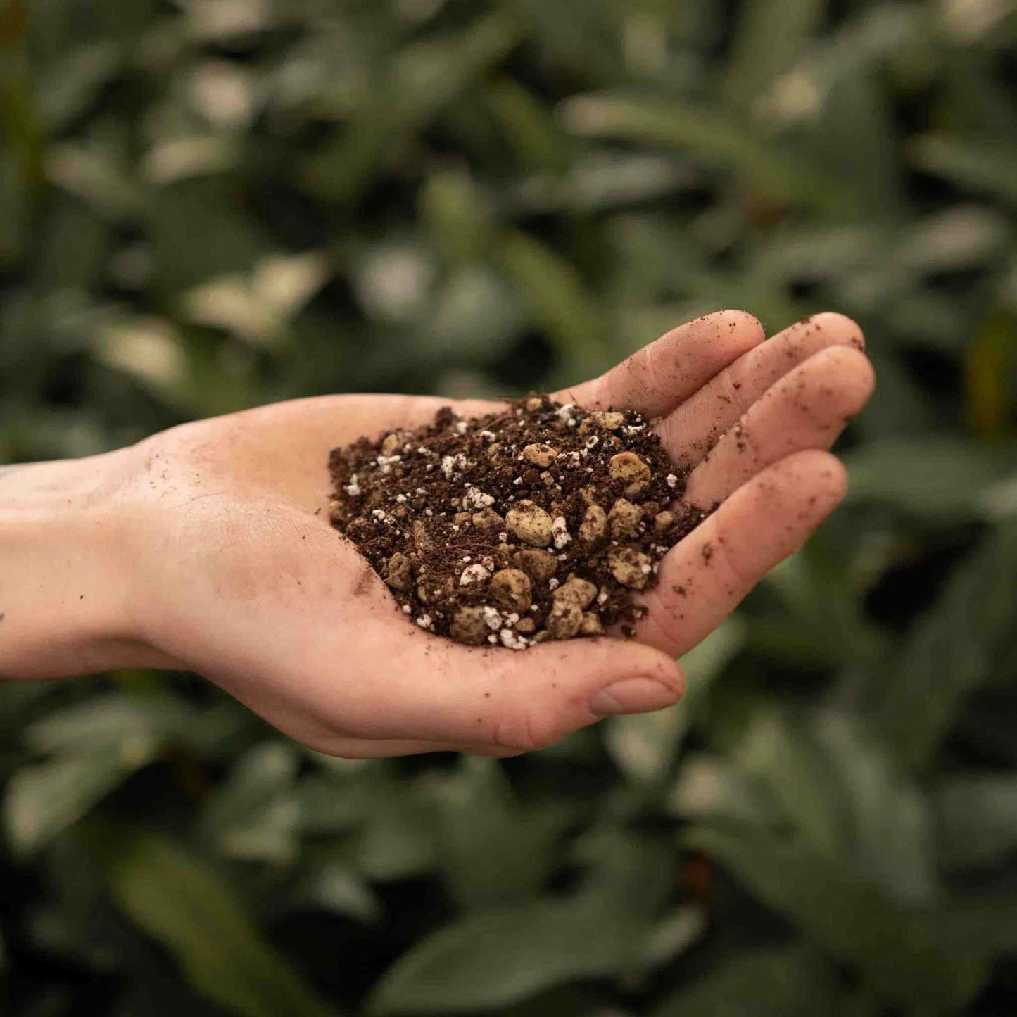 Syba Soil Bonsai Mix